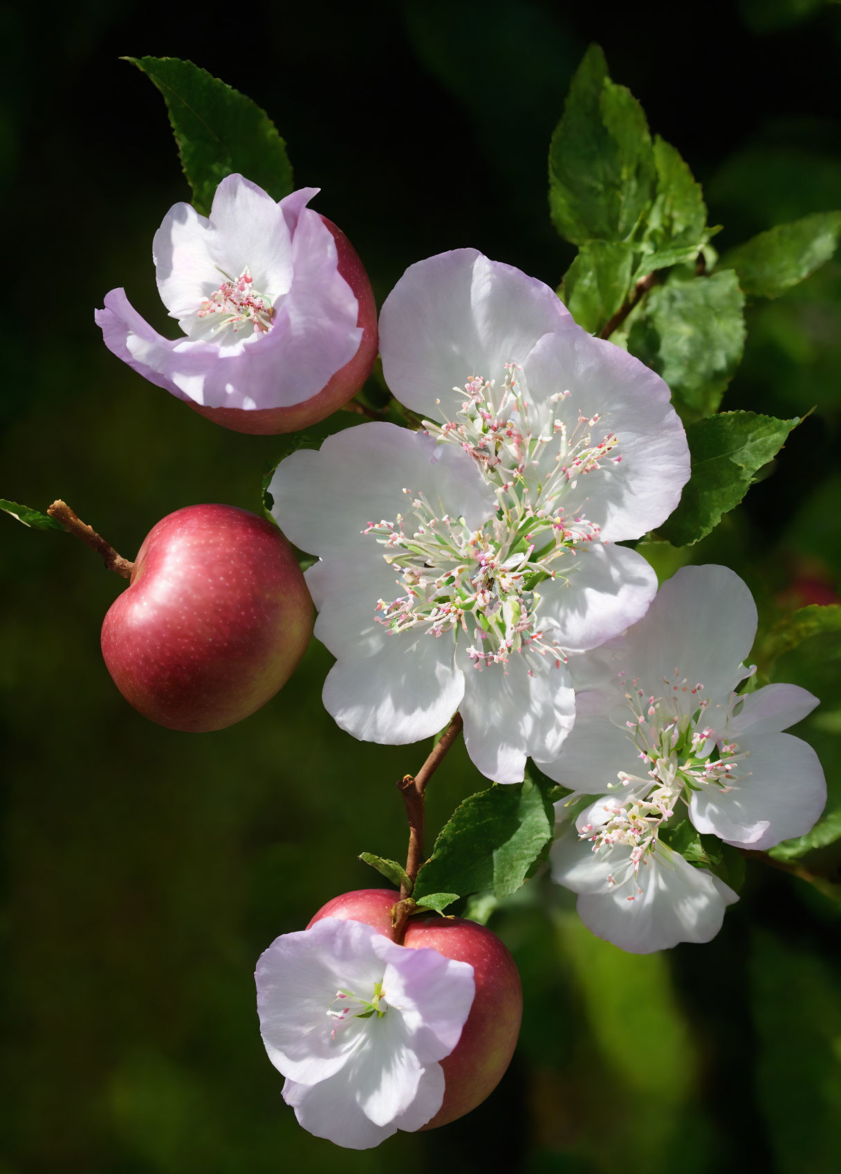 Spring apple blossoms and unripe apples on branch with dark backdrop