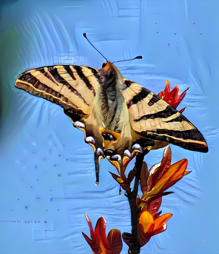 Scarce Swallowtail