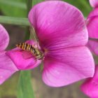 Detailed illustration of large pink flower with water droplets and green leaves