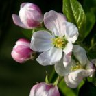 Spring apple blossoms and unripe apples on branch with dark backdrop