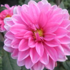 Vivid pink flower surrounded by greenery and butterflies