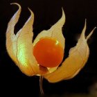 Vibrant yellow flower with translucent petals on dark background