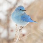 Blue bird perched on frosty branch against beige background