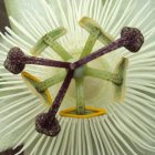 Stylized plant-like structure with spherical growths on textured green background