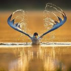 Kingfisher Bird Soaring Over Golden Water Splash