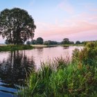 Tranquil landscape with large tree, calm river, lush greenery, pink and blue sky