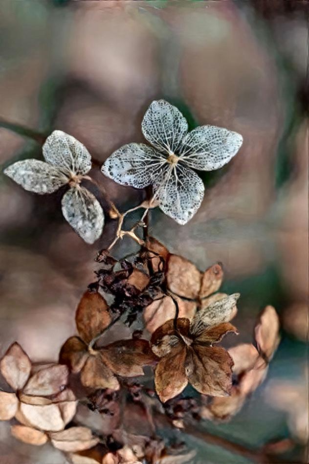 Winter Hydrangia