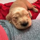 Adorable Golden Retriever Puppy Resting Among Colorful Pillows