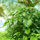 Serene meadow with lush greenery, flowering tree, and cottage landscape.