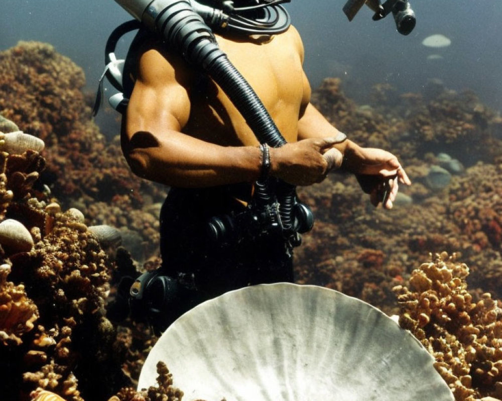 Underwater diver surrounded by coral and large clamshell.