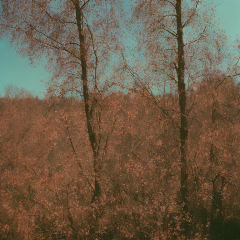 Sepia-Toned Photo: Dense Forest with Leafless Trees & Clear Sky