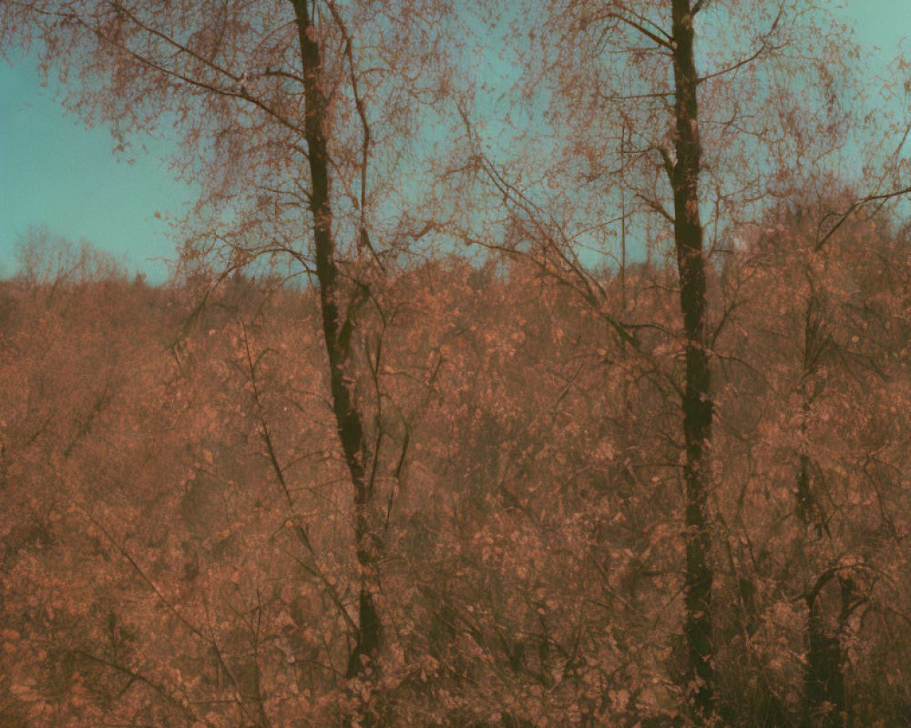 Sepia-Toned Photo: Dense Forest with Leafless Trees & Clear Sky