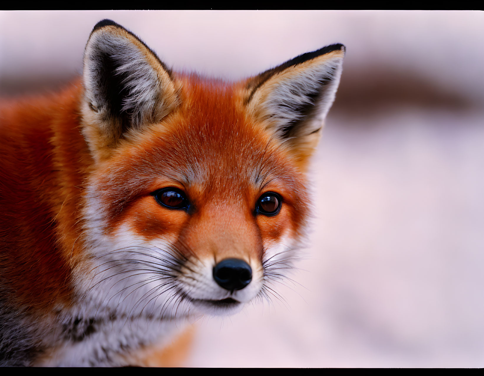 Detailed close-up of intense red fox face against snowy background