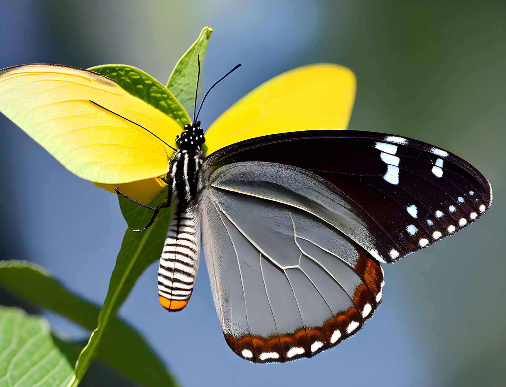 Vibrant yellow and black butterfly on green leaf against blurred blue background