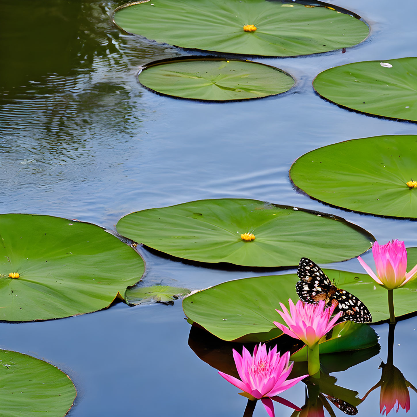 Colorful butterfly on pink water lily in serene pond scene