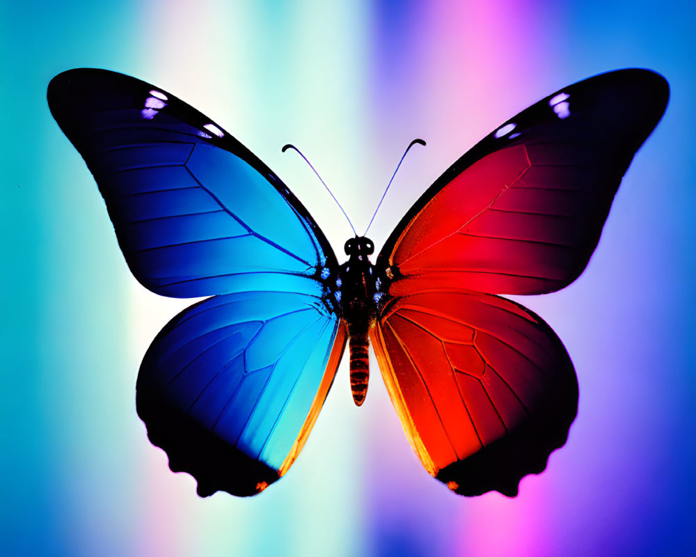 Colorful Butterfly with Blue and Red Wings on Blurred Background