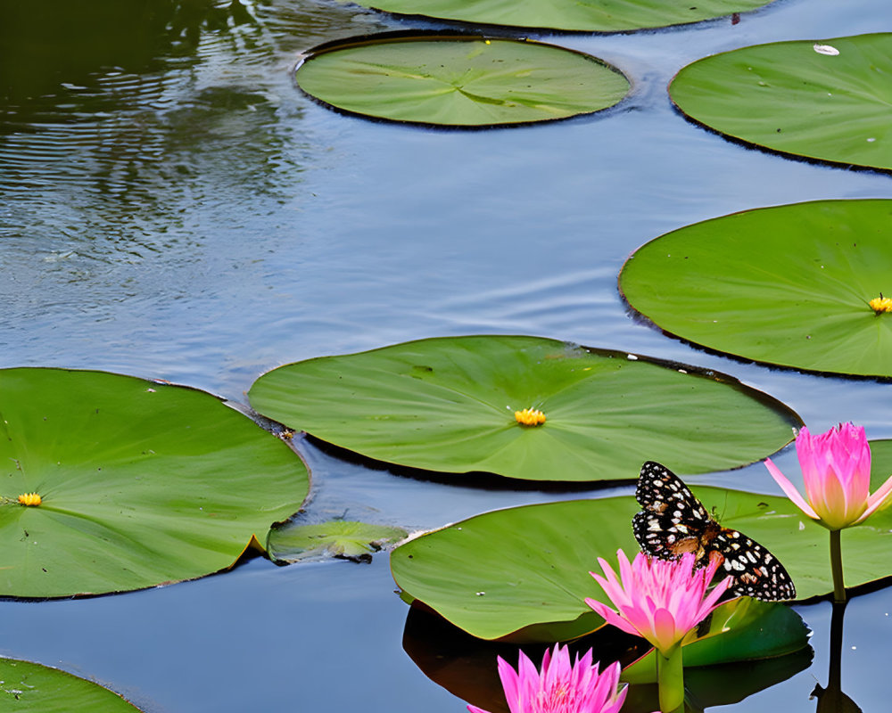 Colorful butterfly on pink water lily in serene pond scene