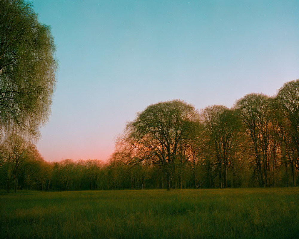 Tranquil dusk setting over meadow with tall grasses