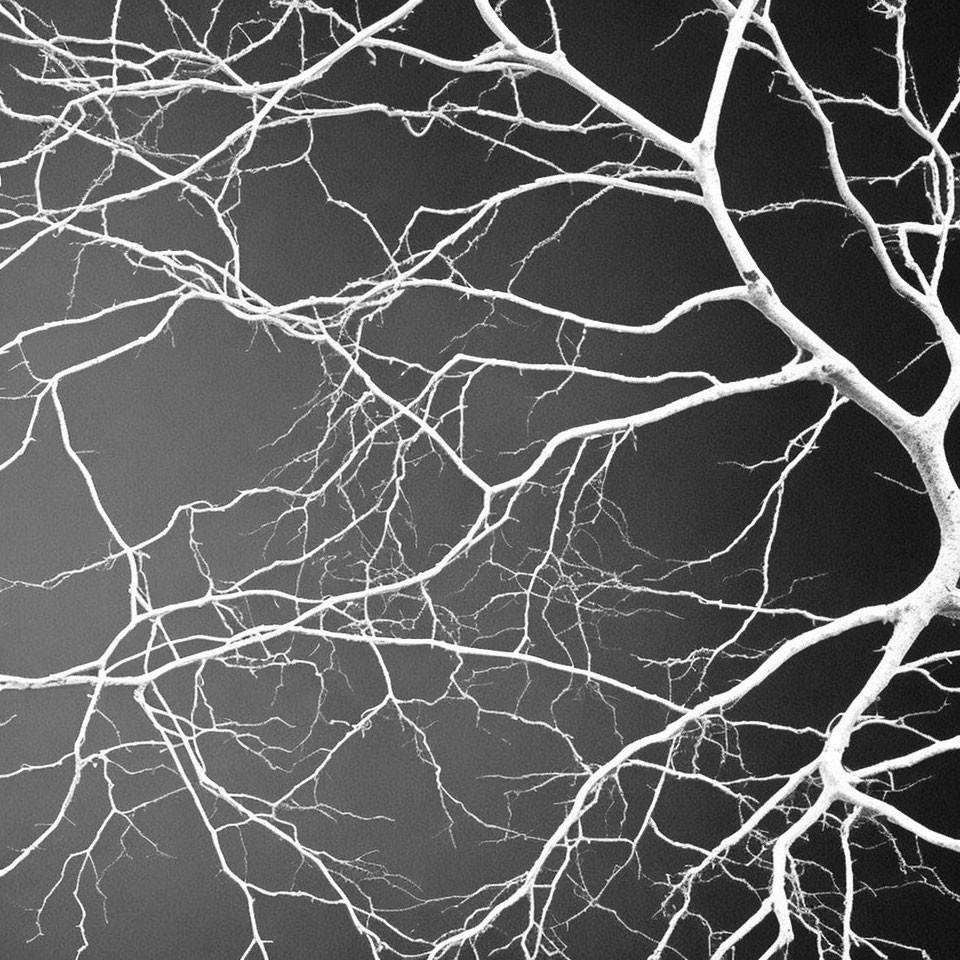 Monochrome photo: intricate bare tree branches on dark backdrop