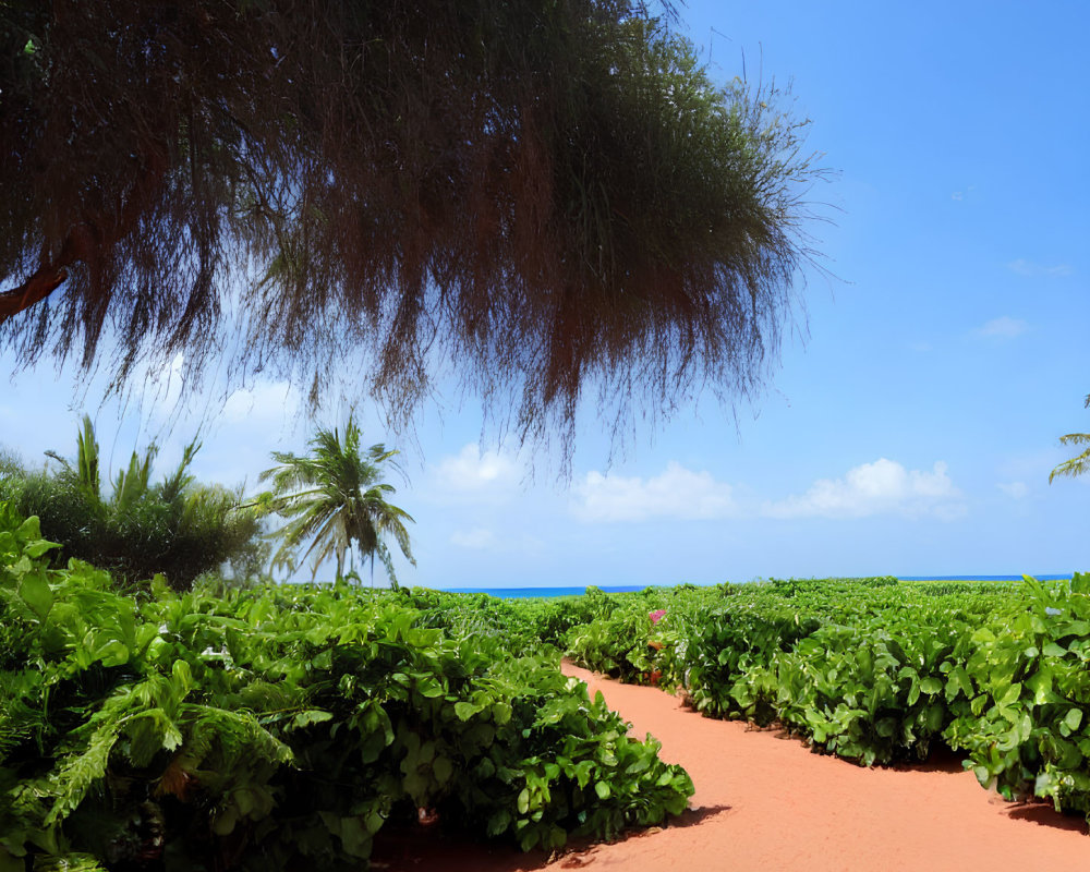 Scenic red sandy path through lush green foliage to serene blue ocean