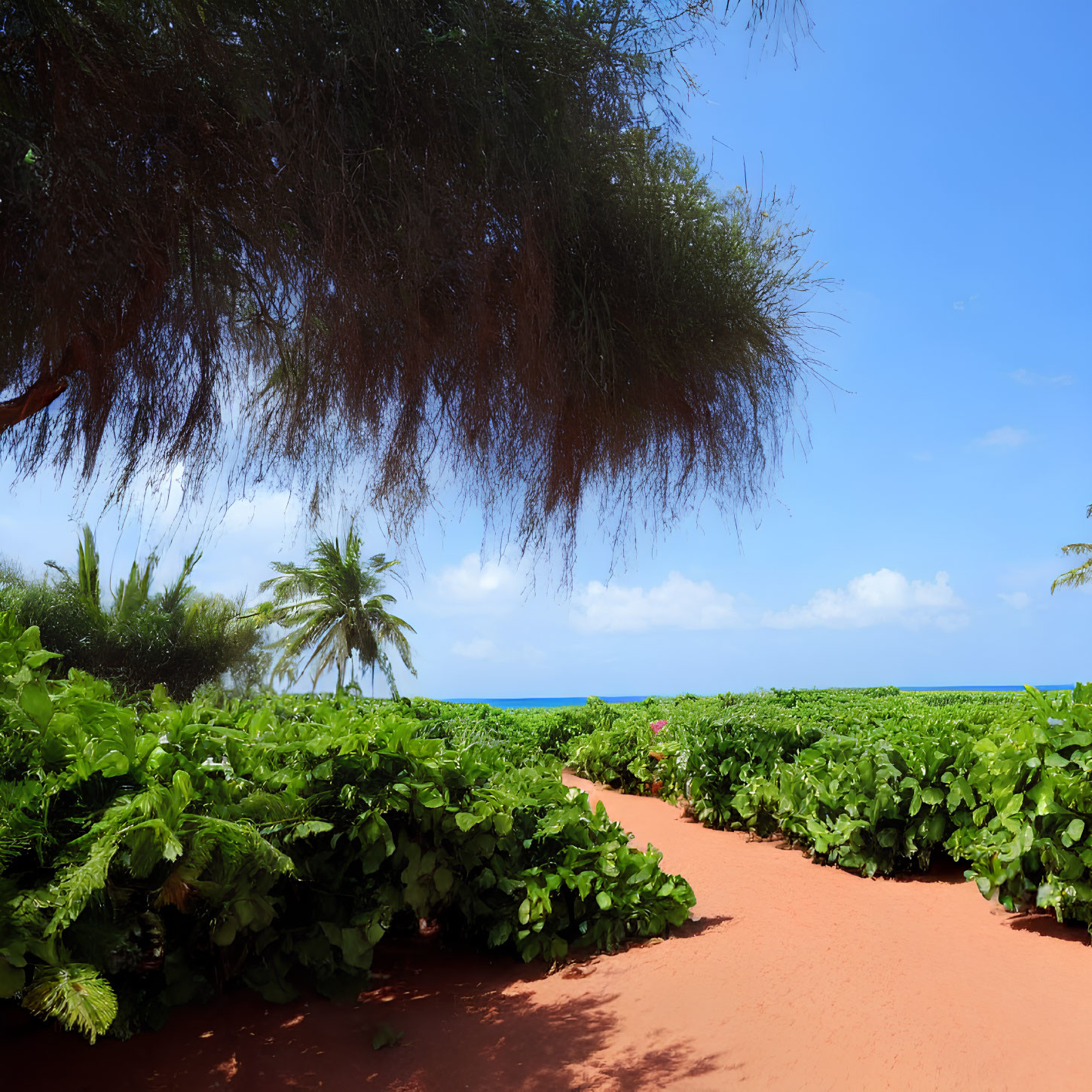 Scenic red sandy path through lush green foliage to serene blue ocean