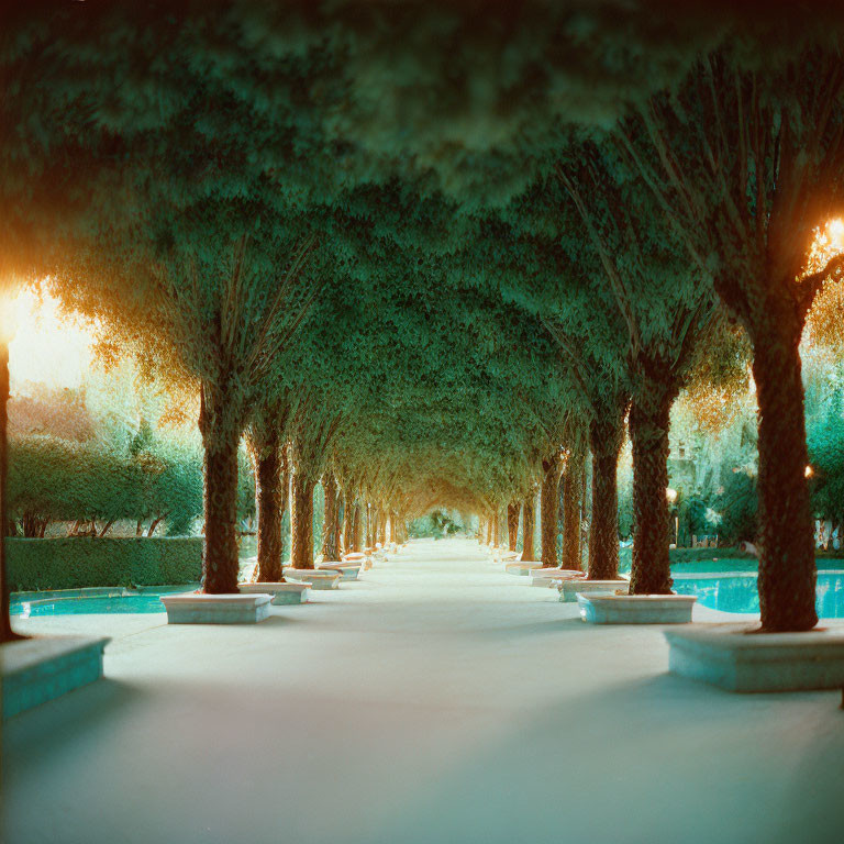 Tranquil dusk scene: tree-lined pathway with benches and warm ambient lighting.