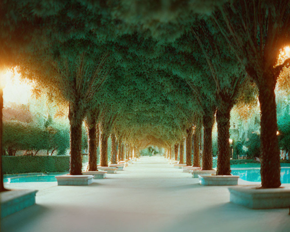 Tranquil dusk scene: tree-lined pathway with benches and warm ambient lighting.