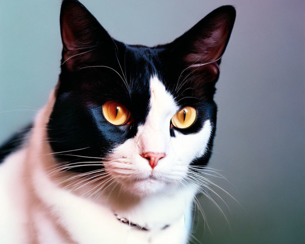 Black and White Cat with Yellow Eyes and Bell Collar Portrait