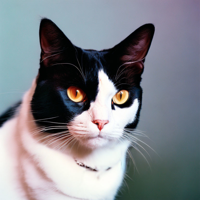 Black and White Cat with Yellow Eyes and Bell Collar Portrait