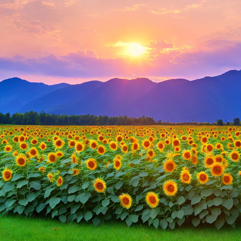 Sunflower Field with Sunset and Mountains View