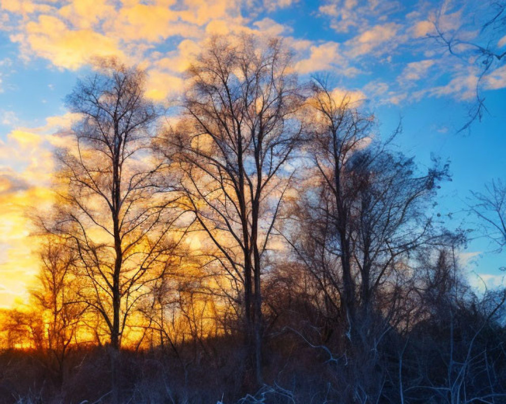 Colorful Sunrise Over Silhouetted Trees and Snowy Landscape