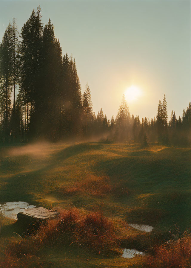 Tranquil forest clearing at sunset with mist and grassy terrain