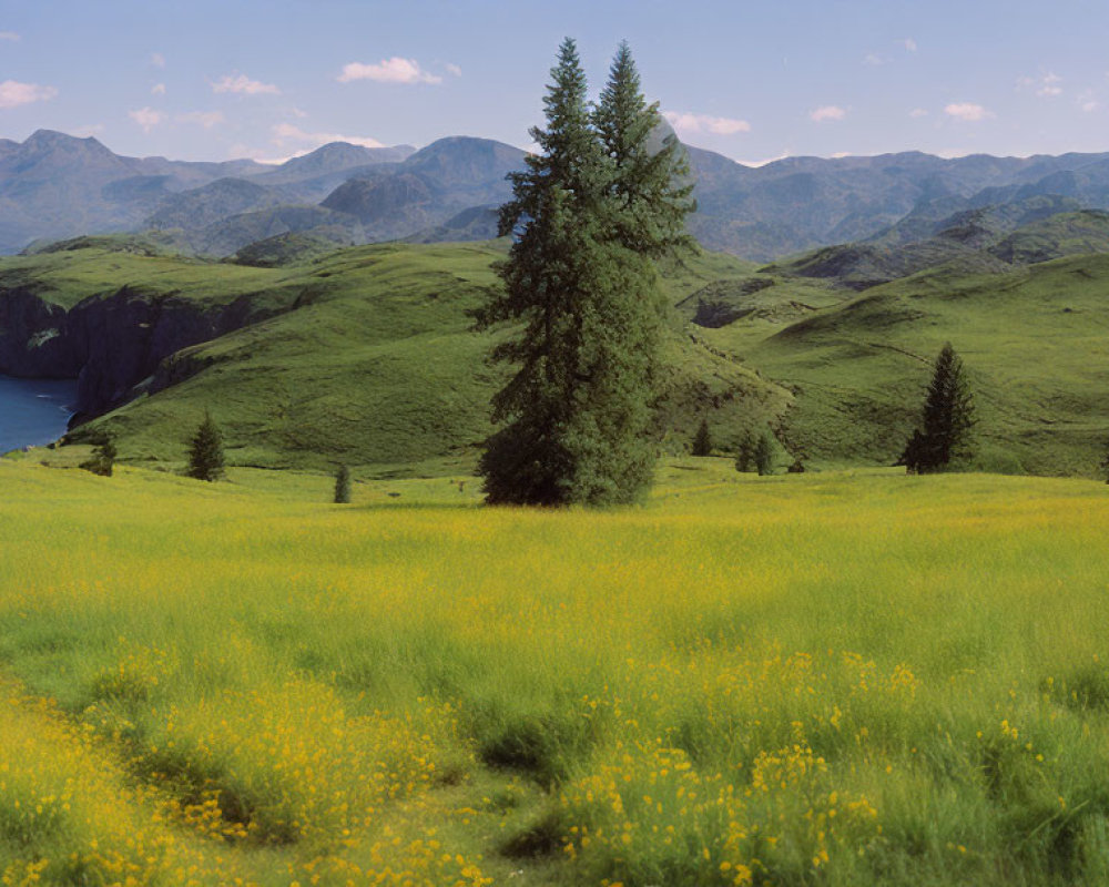 Scenic landscape with green hills, lone tree, yellow flowers, and coastal cliffs