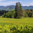 Vibrant green meadow with two foxes and rolling hills scenery