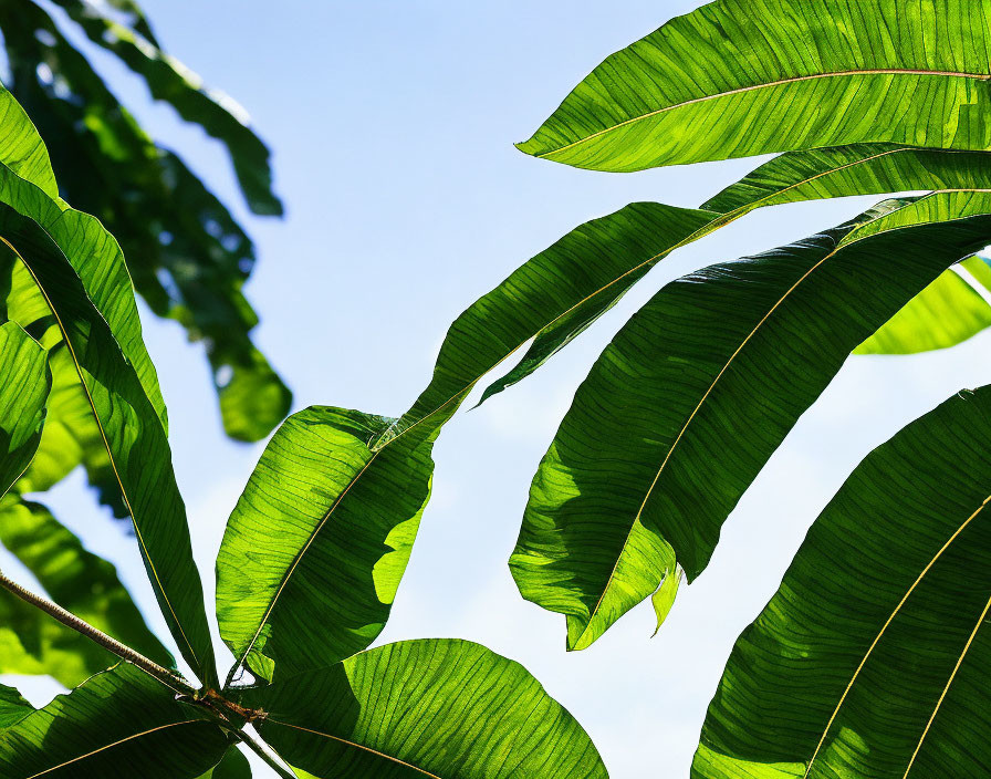 Fresh Green Leaves Under Sunlight Against Blue Sky