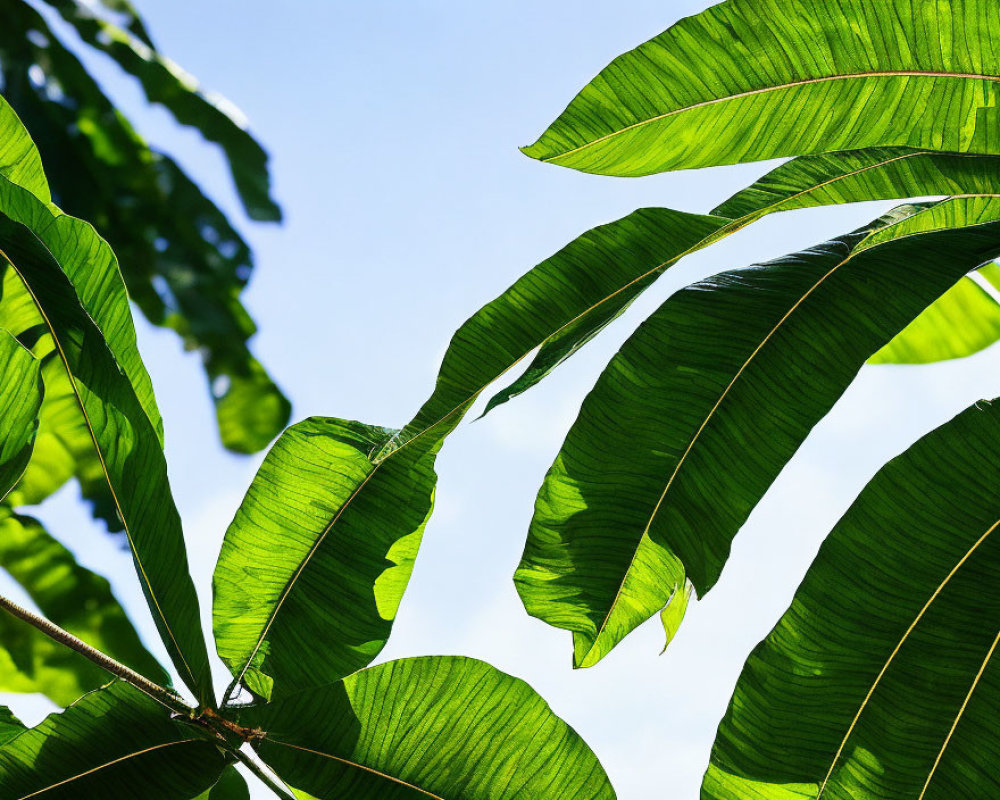 Fresh Green Leaves Under Sunlight Against Blue Sky