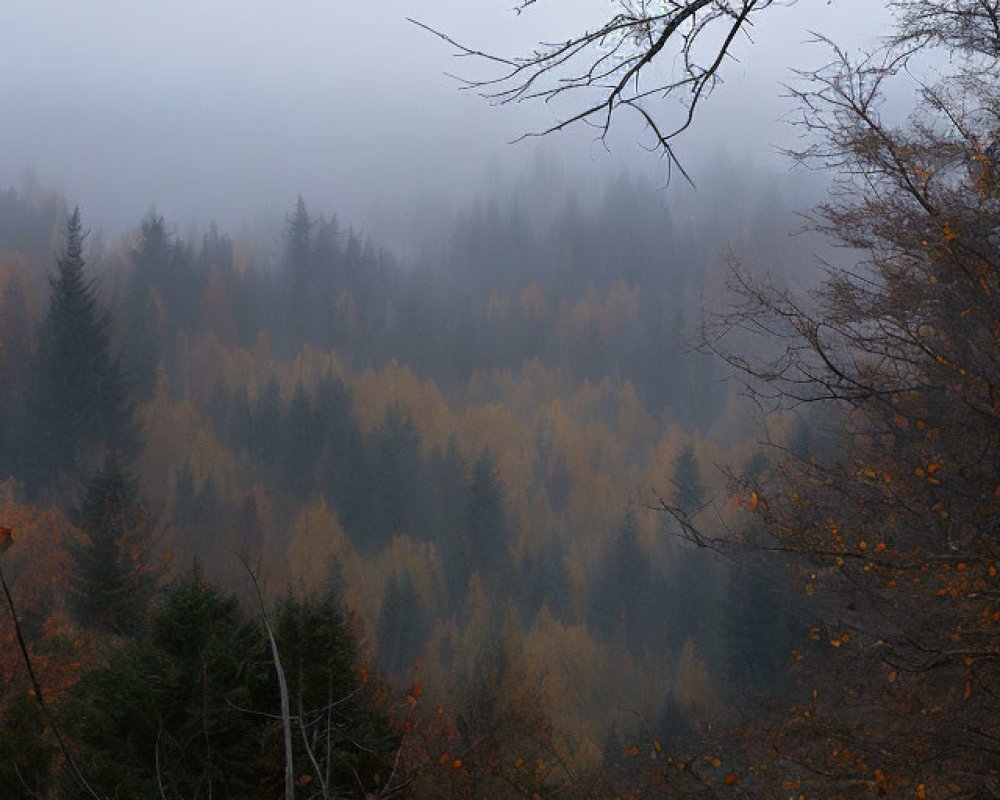 Autumn forest landscape with mist and colorful trees.