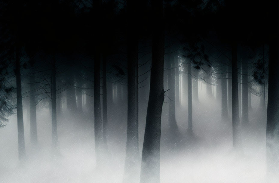 Misty forest with silhouetted pine trees in dense fog