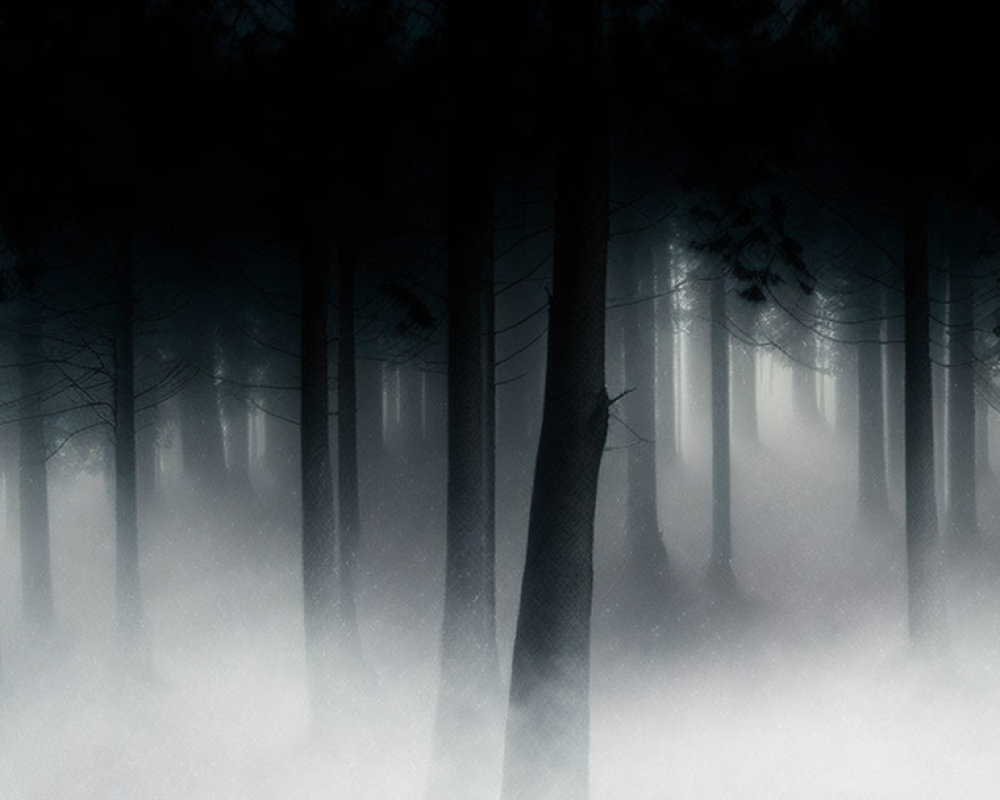 Misty forest with silhouetted pine trees in dense fog