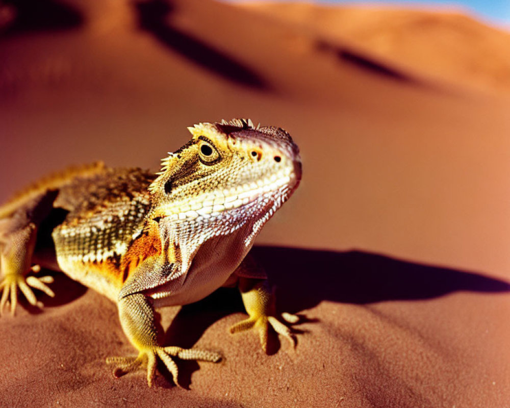 Bearded Dragon Sunbathing on Red Sand Dunes