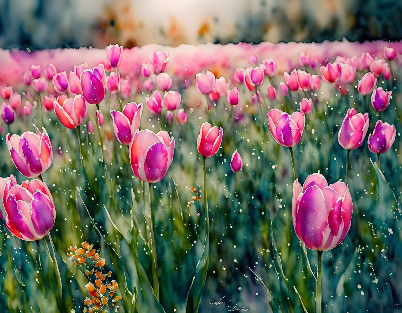 Pink tulips field with dew drops under soft hazy sky at dawn or dusk
