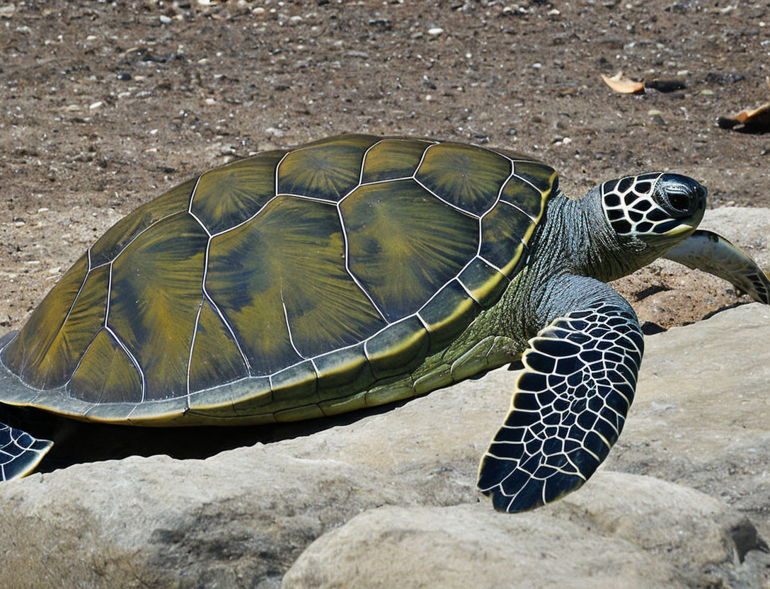 Patterned sea turtle resting on rocky surface with visible flipper.