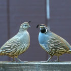 Colorful Stylized Birds Facing Each Other on Muted Background