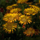 Golden yellow chrysanthemum flowers amidst dark foliage and unopened buds.