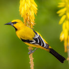 Colorful Bird Illustration Perched on Branch with Flowers