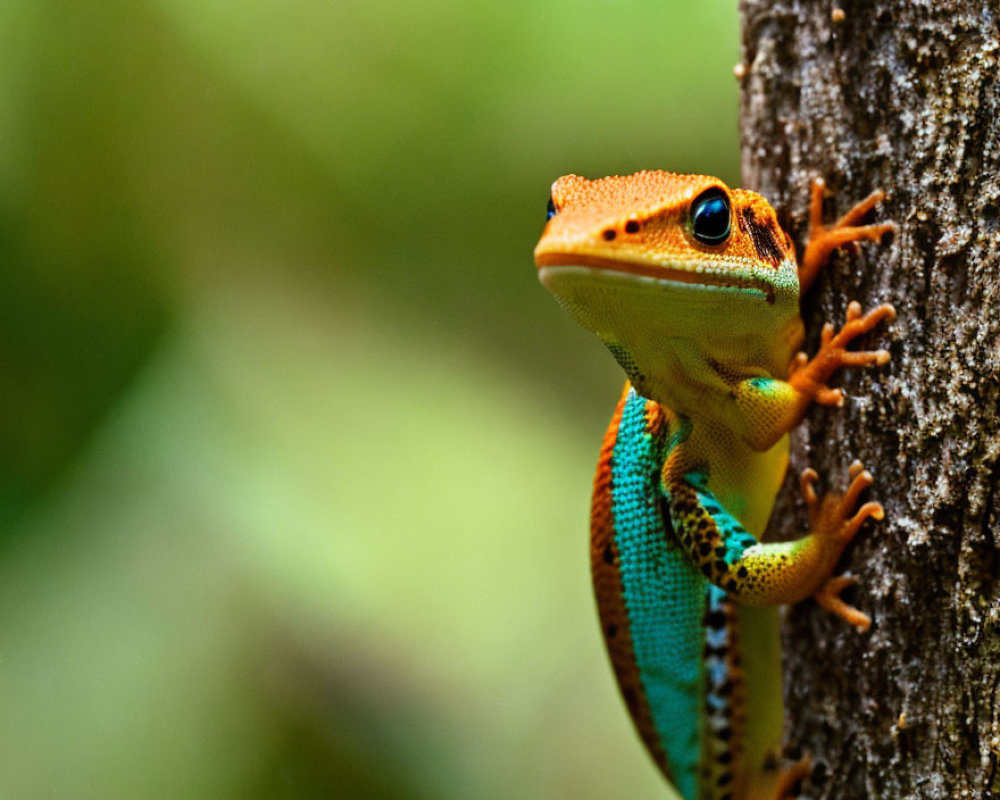 Vibrant Orange, Blue, and Yellow Gecko on Tree Trunk