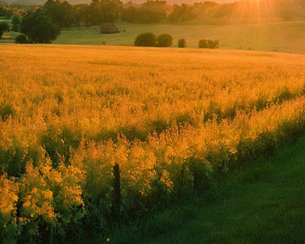 Vibrant golden sunset over blooming rapeseed field and distant trees.