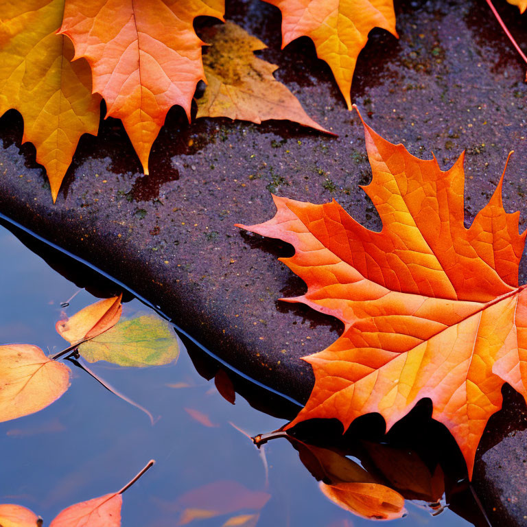 Colorful autumn leaves on wet ground with bright orange maple leaf near reflective puddle