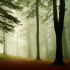 Misty forest with sunlight filtering through dense fog and tall trees