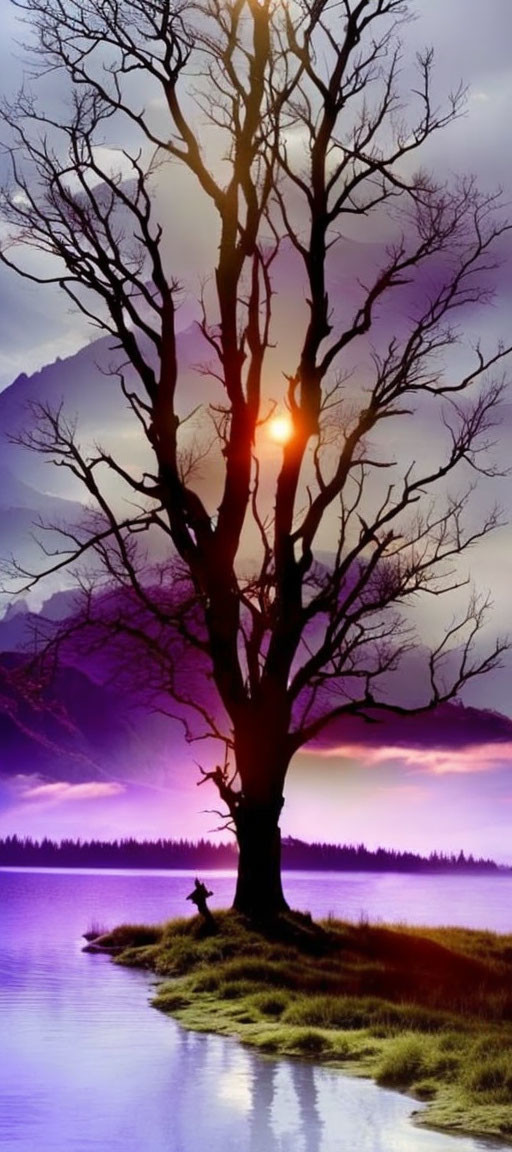 Solitary Tree Silhouetted Against Purple and Orange Twilight Sky by Serene Lake